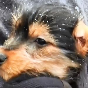 Meet your Posher, Carleton